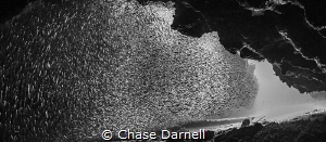 "The Great Wall"
As the Silversides fight for position w... by Chase Darnell 